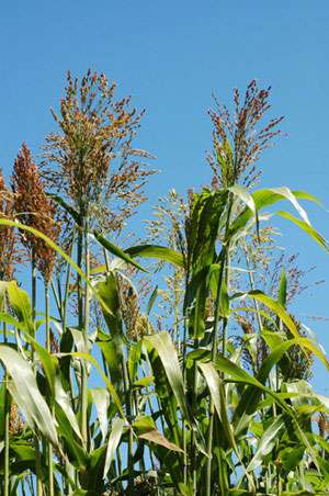 Bambus-Dresden: Elefantengras - Ort: Dresden