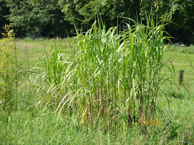 Bambus-Dresden: Miscanthus Riesen Chinaschilf - 2-j�hrig - Ort: Dresden