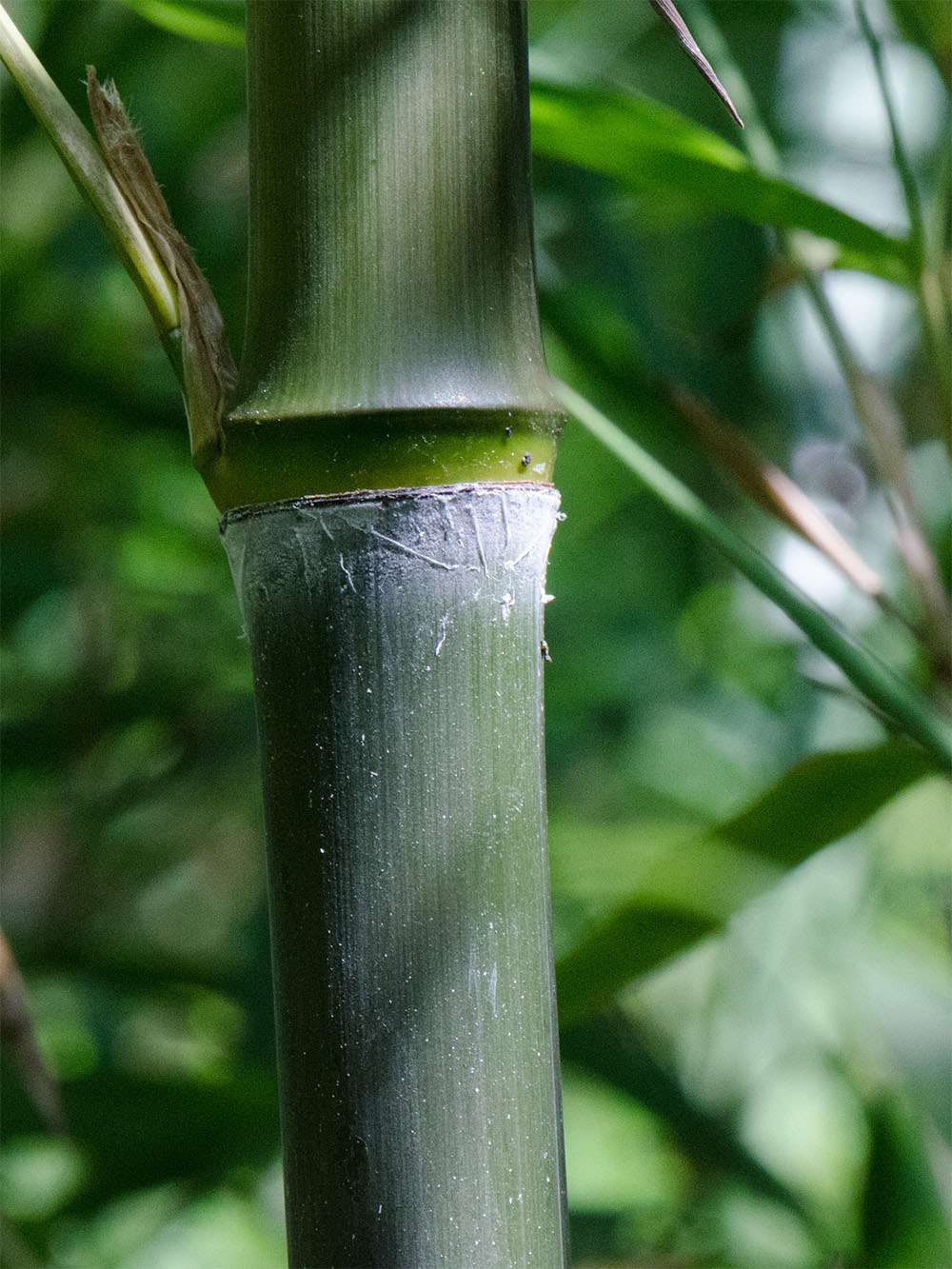 Bambus-Dresden: Phyllostachys atrovaginata - Detailansicht Halm nach dem Austrieb - Ort: Dresden