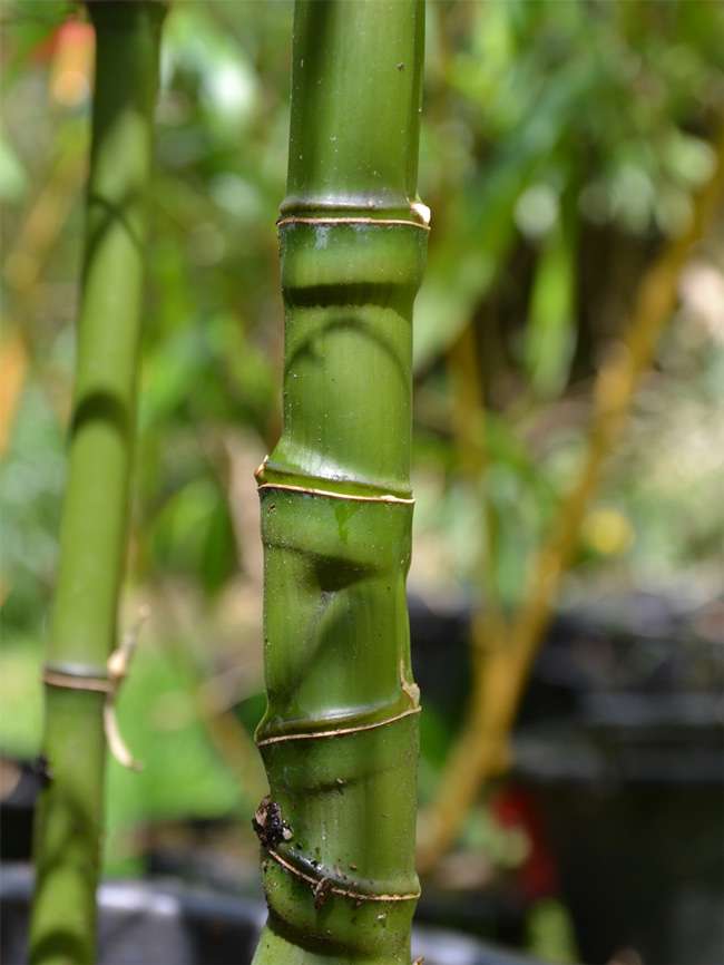 Bambus-Dresden: Halmansicht Phyllostachys aurea mit den typischen Knoten - Ort: Dresden