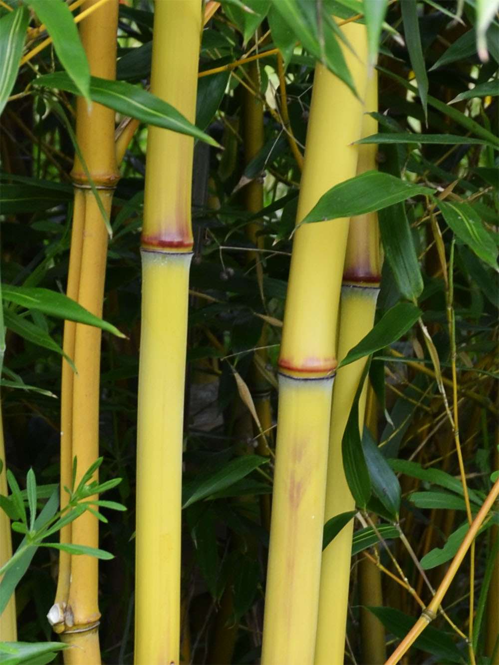Bambus-Dresden: Detail vom Bambushalm der Sorte Phyllostachys aureosulcata Aureocaulis - Ort: Dresden