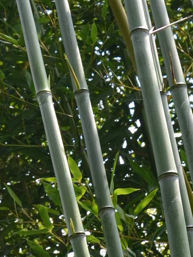 Bambus-Dresden: Phyllostachys aureosulcata alata - typische olivf�rbung der Halme - Ort: Dresden
