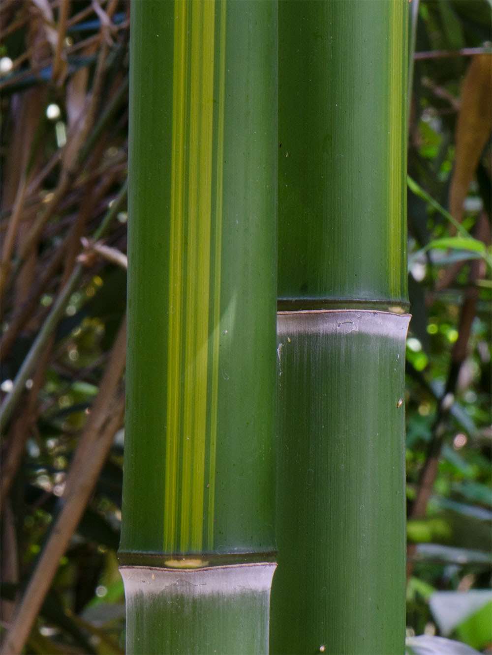 Bambus-Dresden: Halmzeichnung von der Bambussorte Phyllostachys vivax huangwenzhu - Ort: Dresden