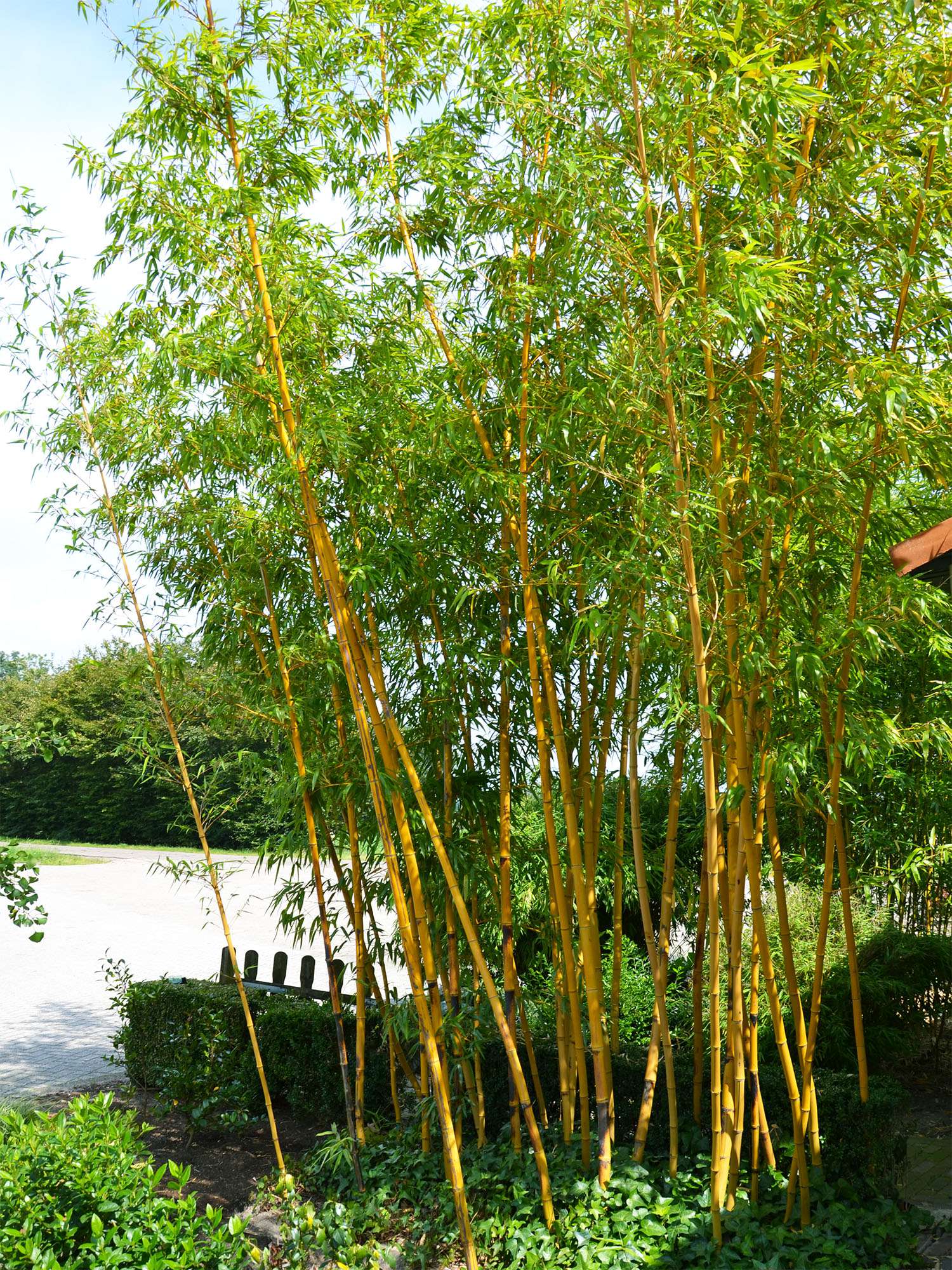 Bambus-Dresden: Aufnahme von Phyllostachys vivax aureocaulis - Ort: Dresden