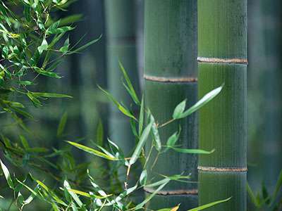 Bambus-Dresden Phyllostachys
