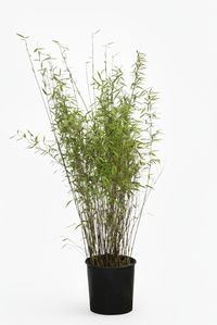 Bambus Fargesia Nitida - Black Pearl