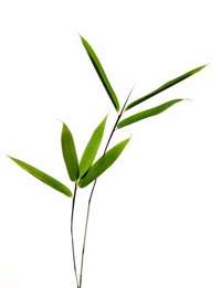 Bambusa arundinacea