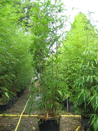 Semiarundinaria fastuosa