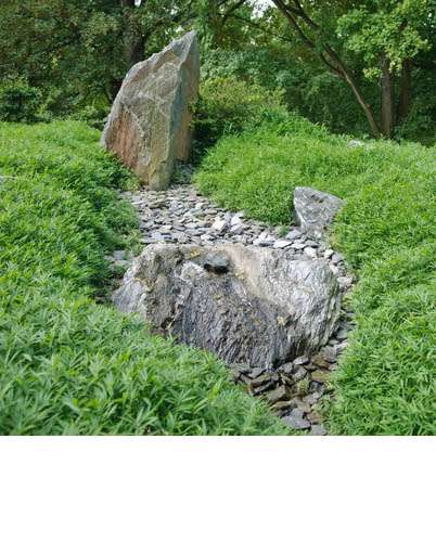 Pleioblastus pygmaeus