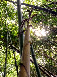 Phyllostachys bambusoides